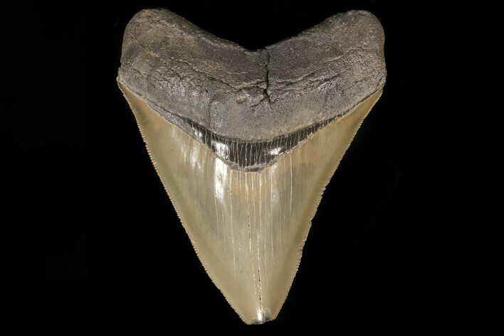 Serrated, Fossil Megalodon Tooth - Beautiful Enamel #78192